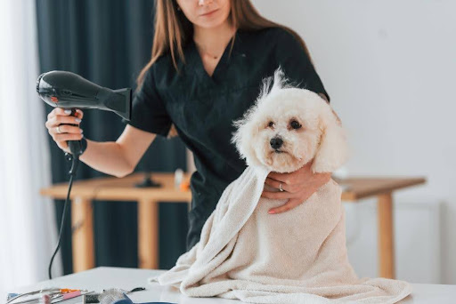 Utilisation d’un sèche-cheveux pour sécher un chien